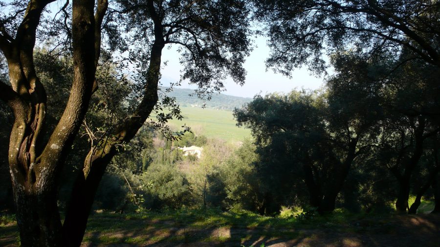 Olive grove 3 scaled